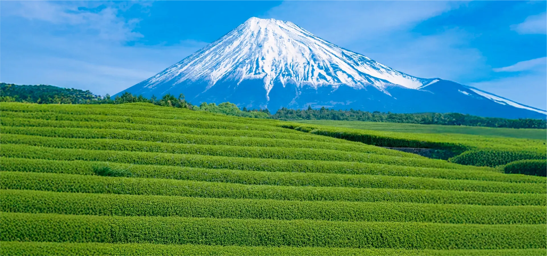 富士山と茶畑