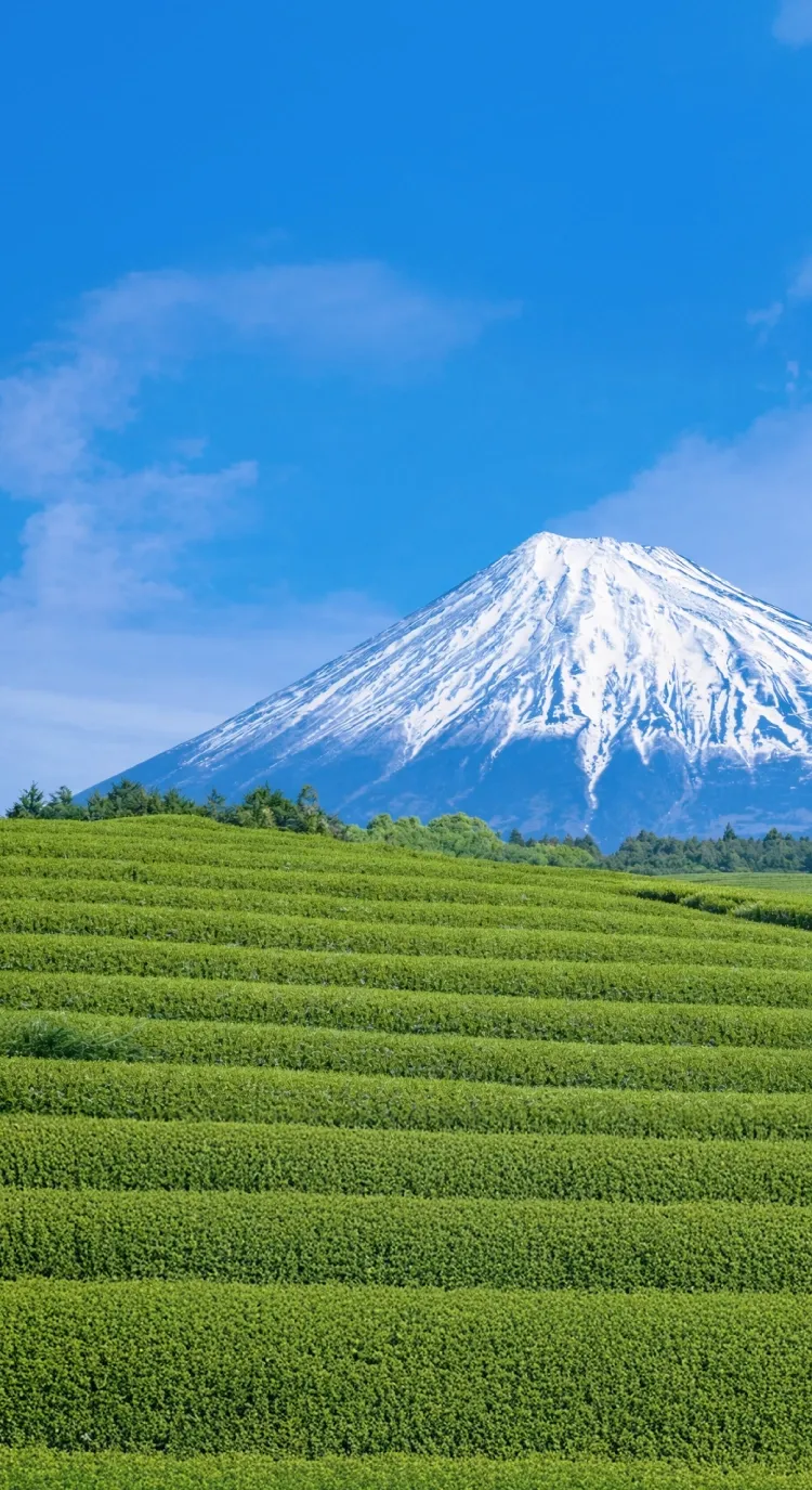 富士山と茶畑