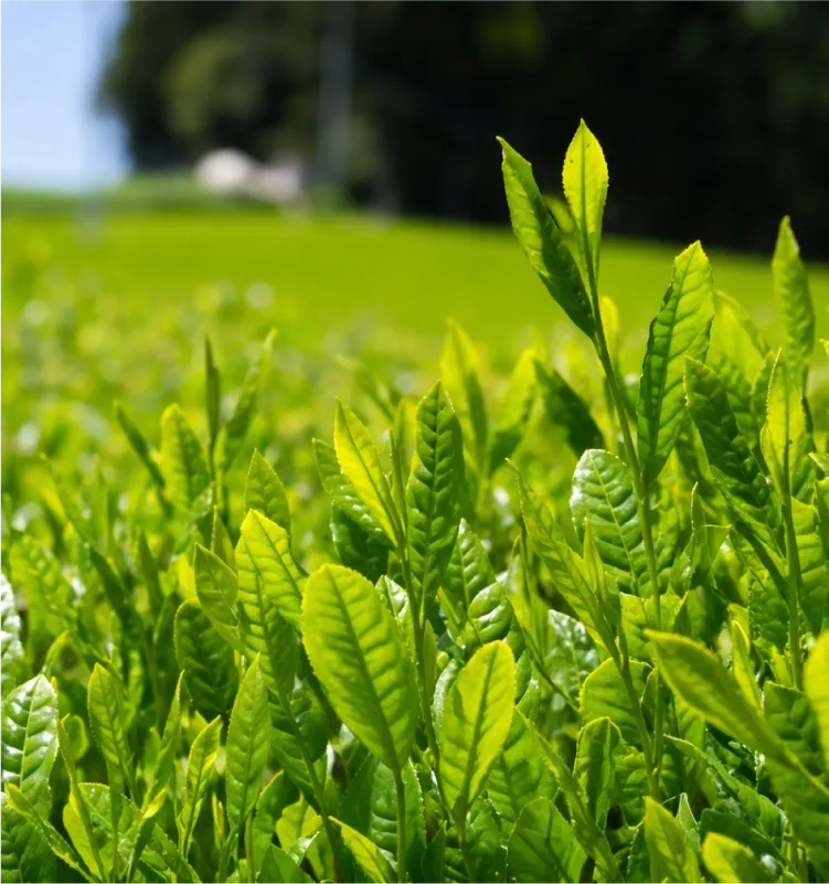 抹茶の品質